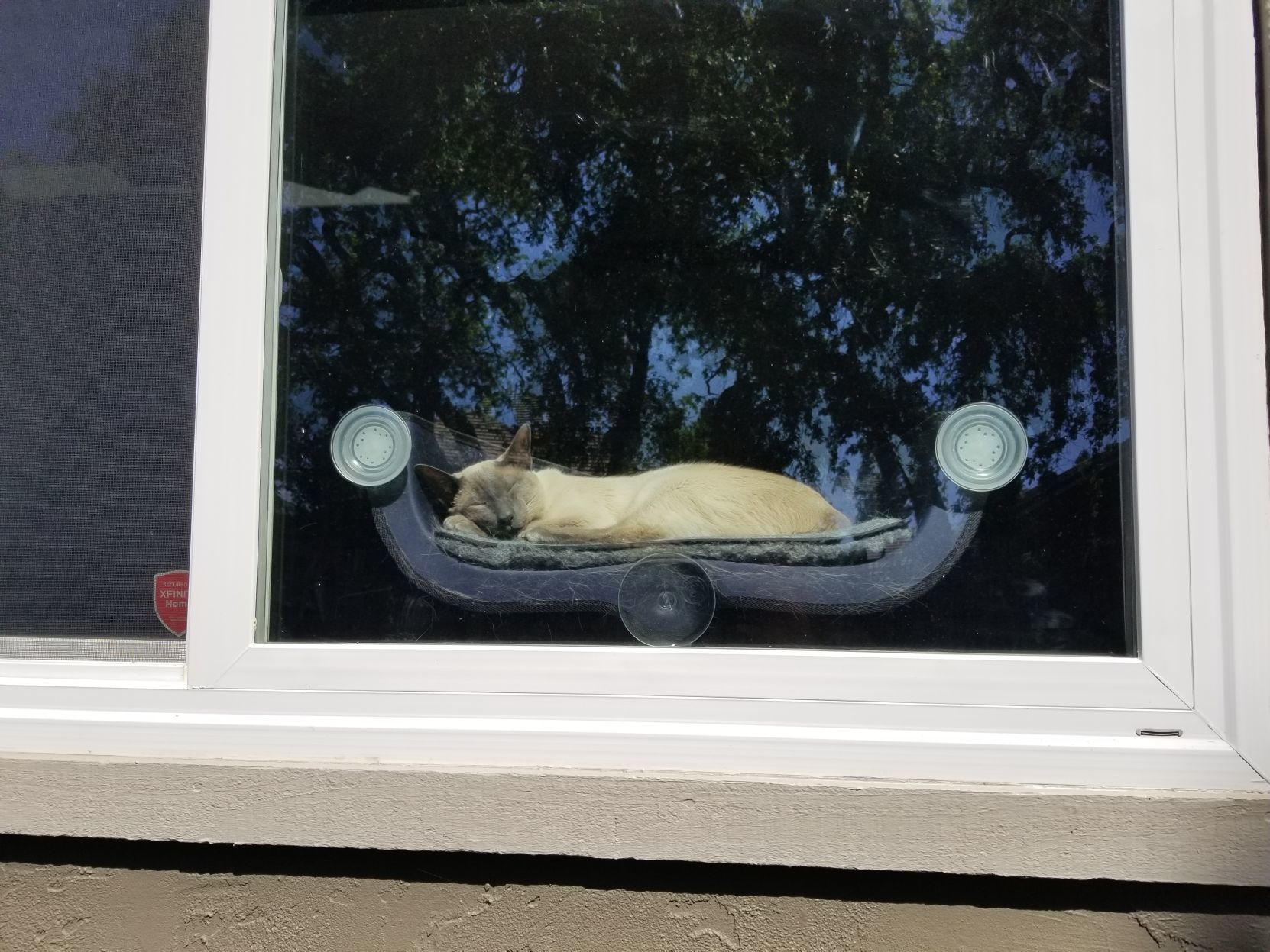Cleo